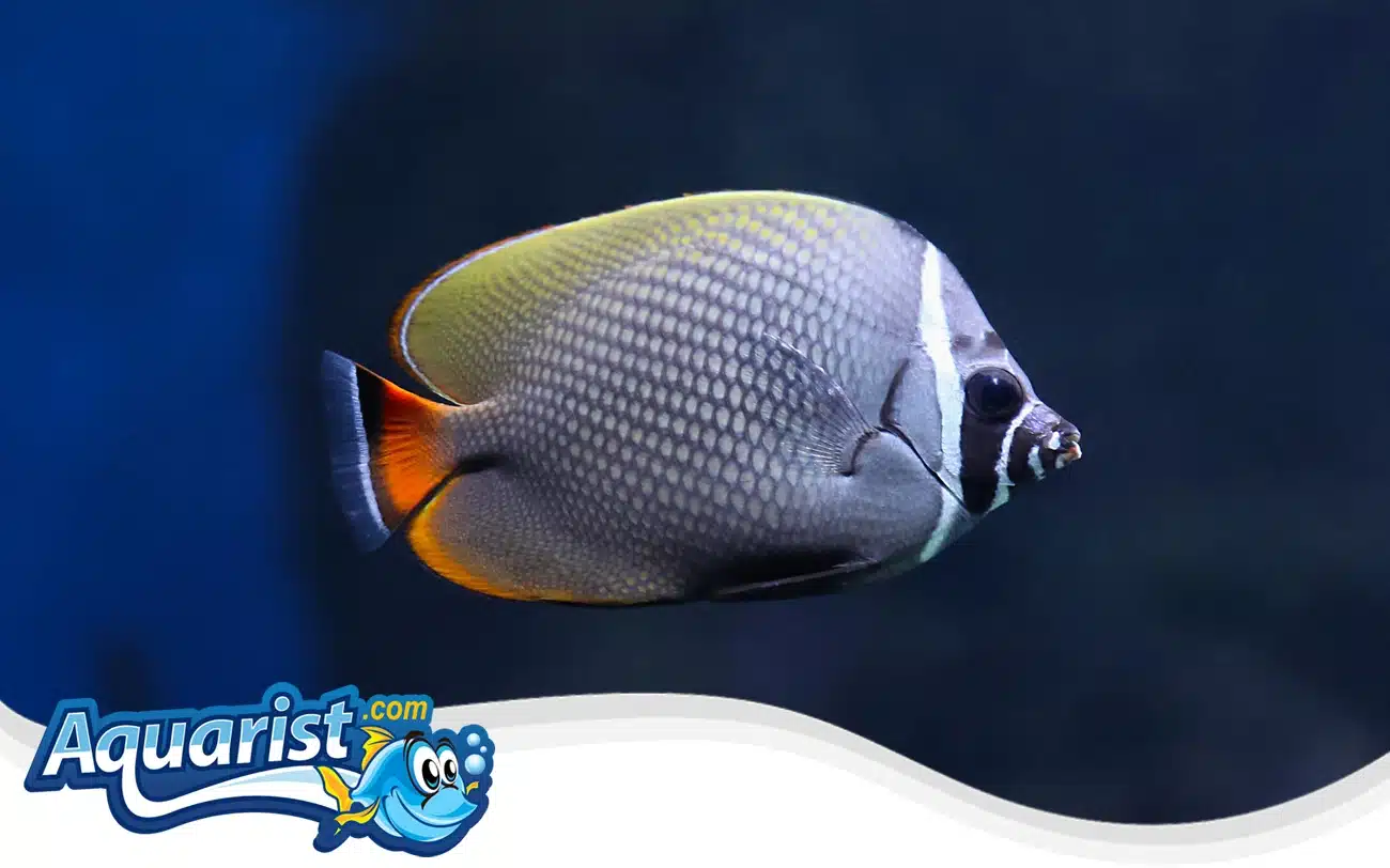 Collare Butterflyfish Collare Butterflyfish
