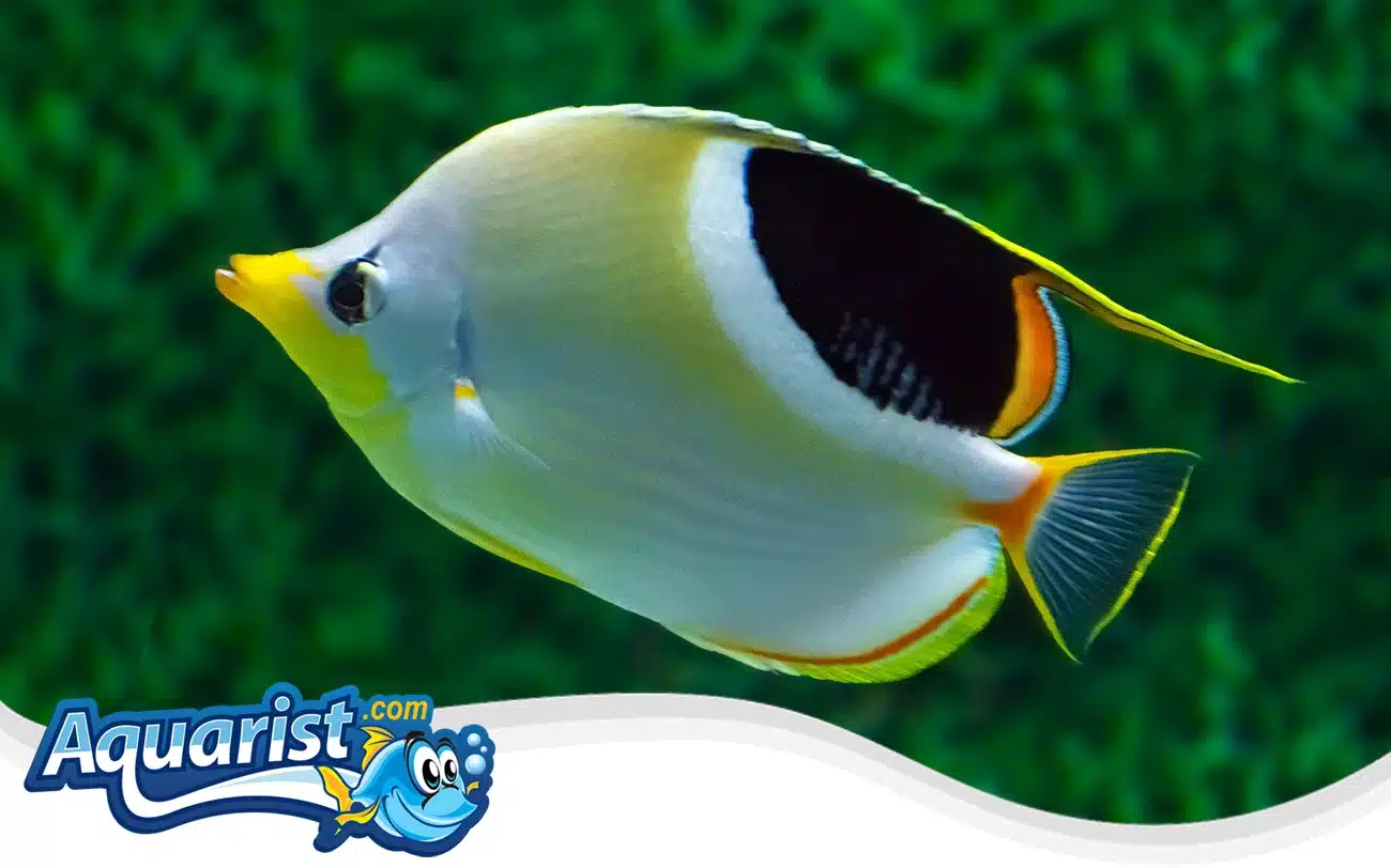 Saddleback Butterflyfish Saddleback Butterflyfish