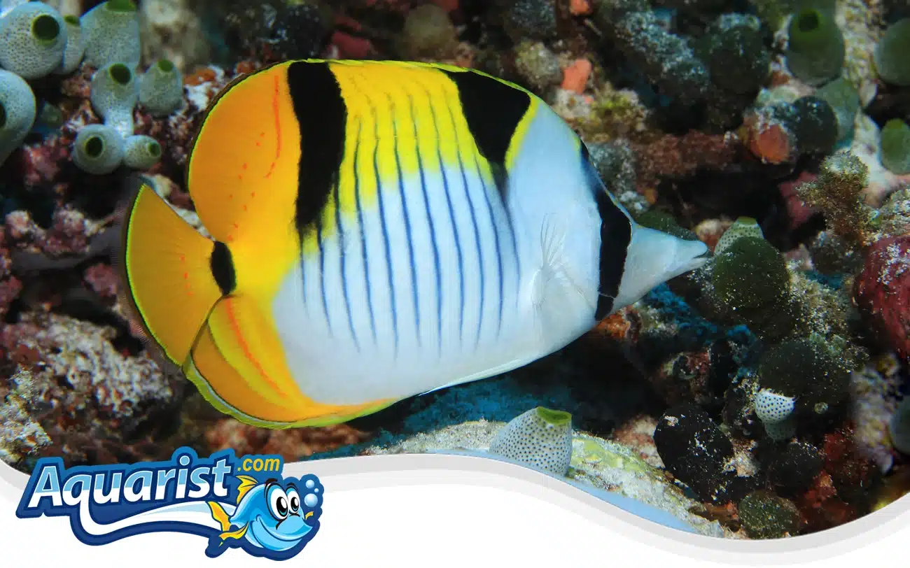 Saddleback Butterflyfish Saddleback Butterflyfish