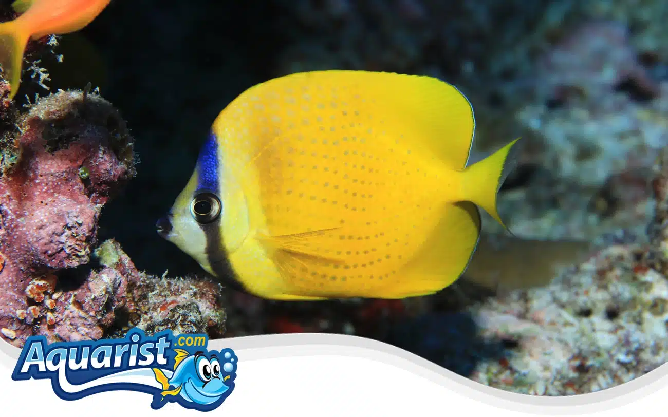 Klein’s Butterflyfish Klein's Butterflyfish