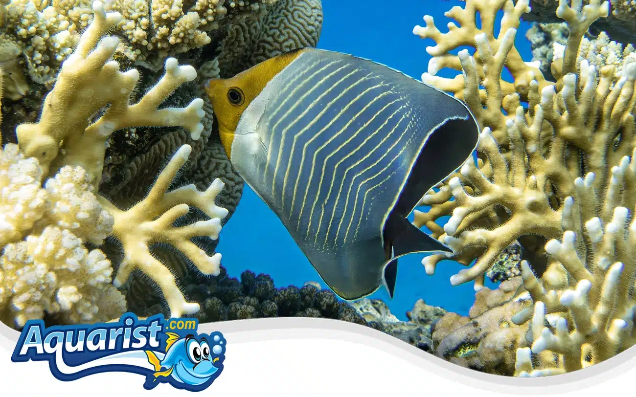 Orangeface Butterflyfish Orangeface Butterflyfish