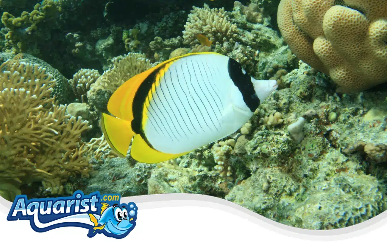 Lined Butterflyfish Lined Butterflyfish