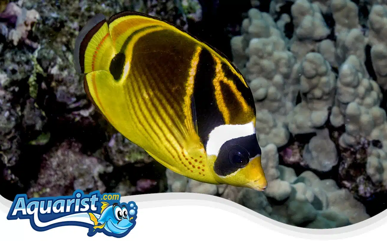 Raccoon Butterflyfish Raccoon Butterflyfish