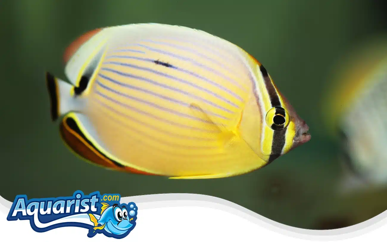 Oval Butterflyfish Oval Butterflyfish