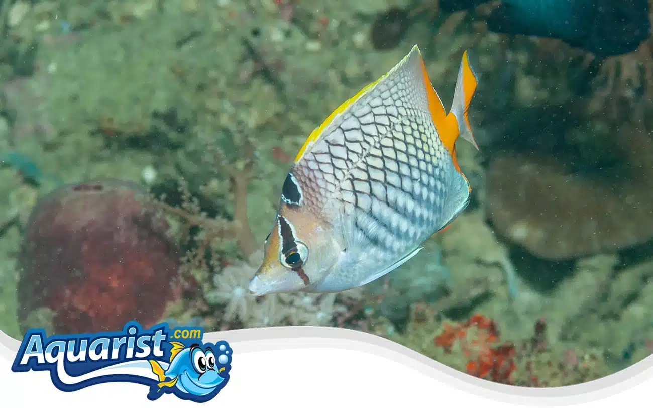 Merten’s Butterflyfish Merten's Butterflyfish