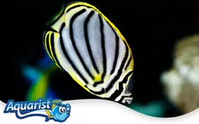 Meyer’s Butterflyfish