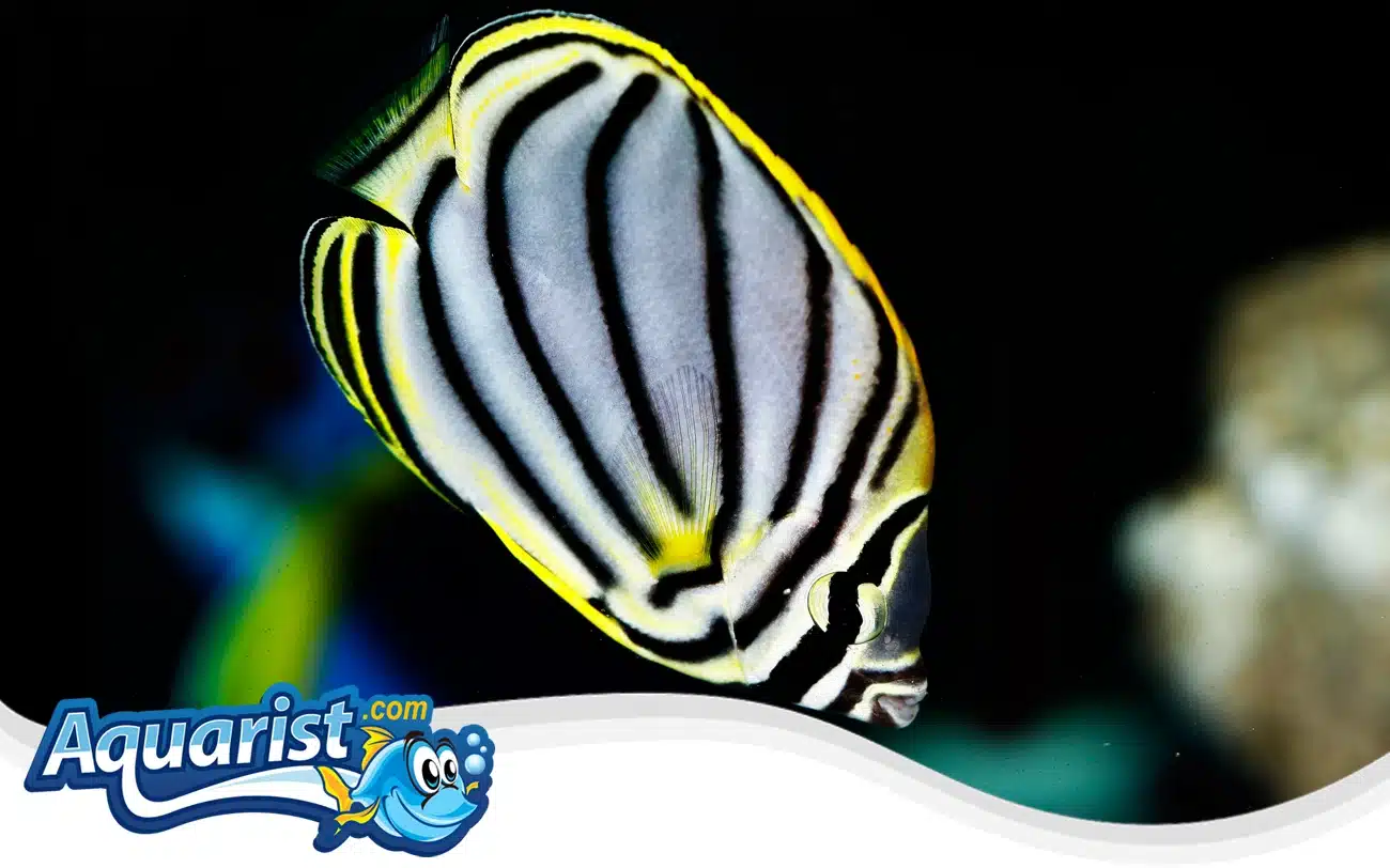 Meyer’s Butterflyfish Meyer's Butterflyfish