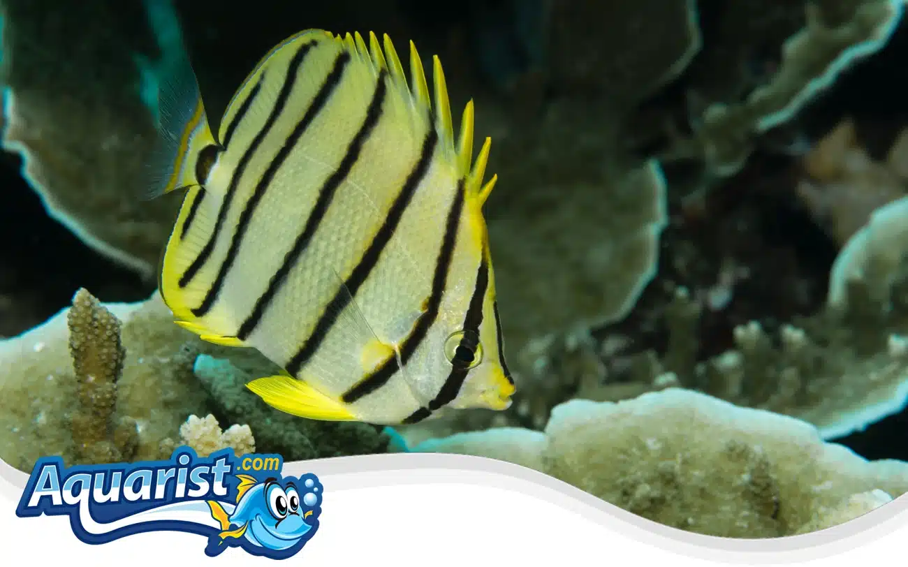 Eightband Butterflyfish Eightband Butterflyfish