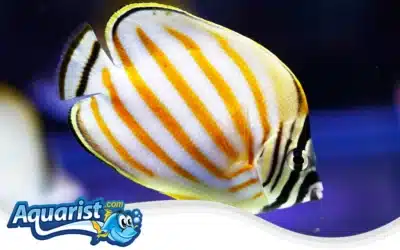 Ornate Butterflyfish