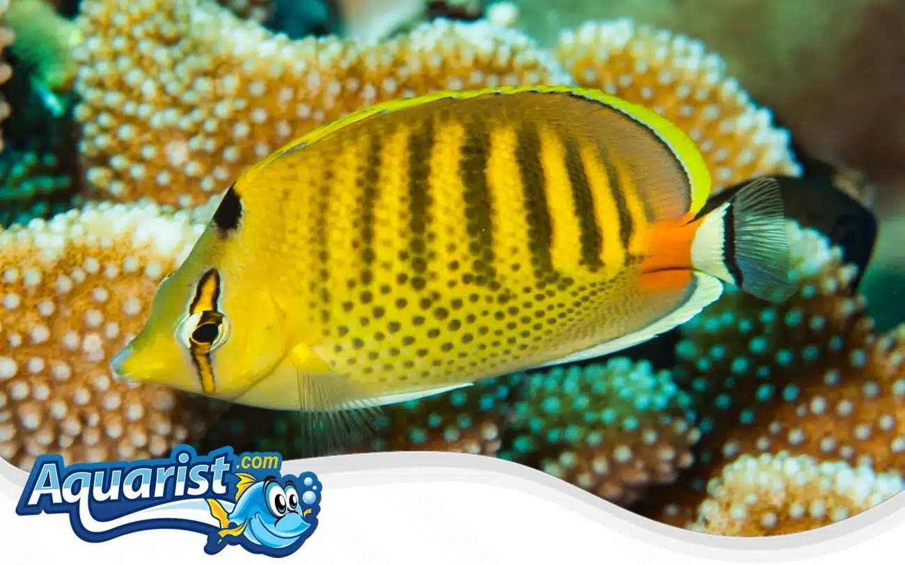 Spotband Butterflyfish Spotband Butterflyfish