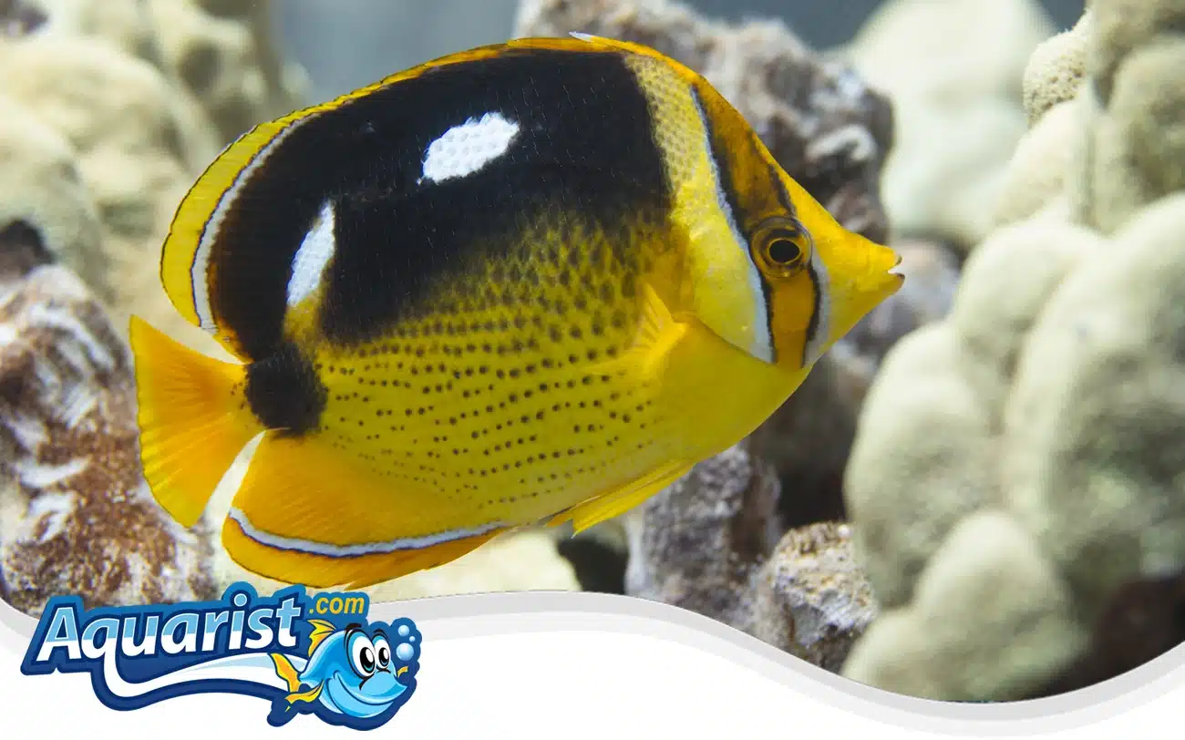 Fourspot Butterflyfish Fourspot Butterflyfish