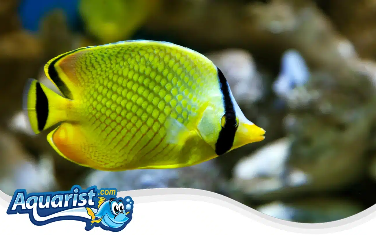 Latticed Butterflyfish Latticed Butterflyfish