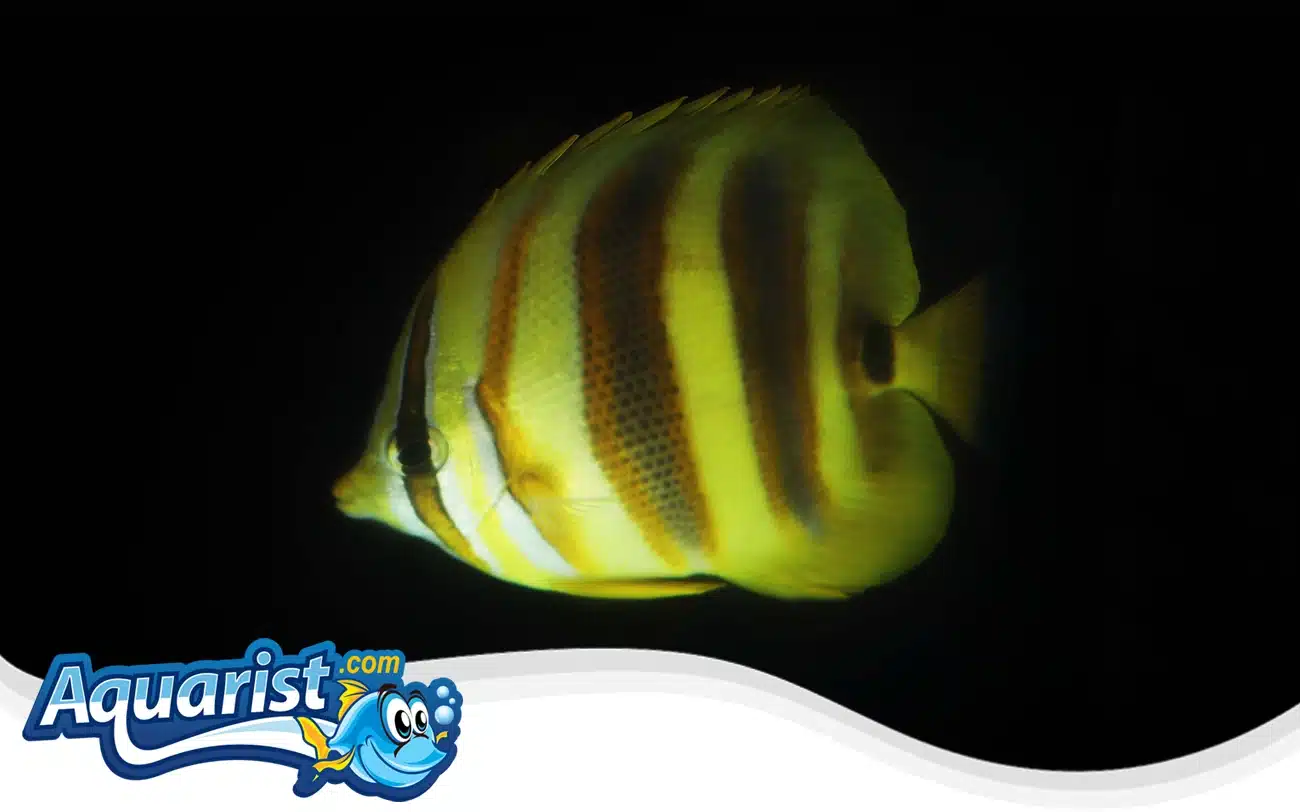 Rainford’s Butterflyfish Rainford's Butterflyfish