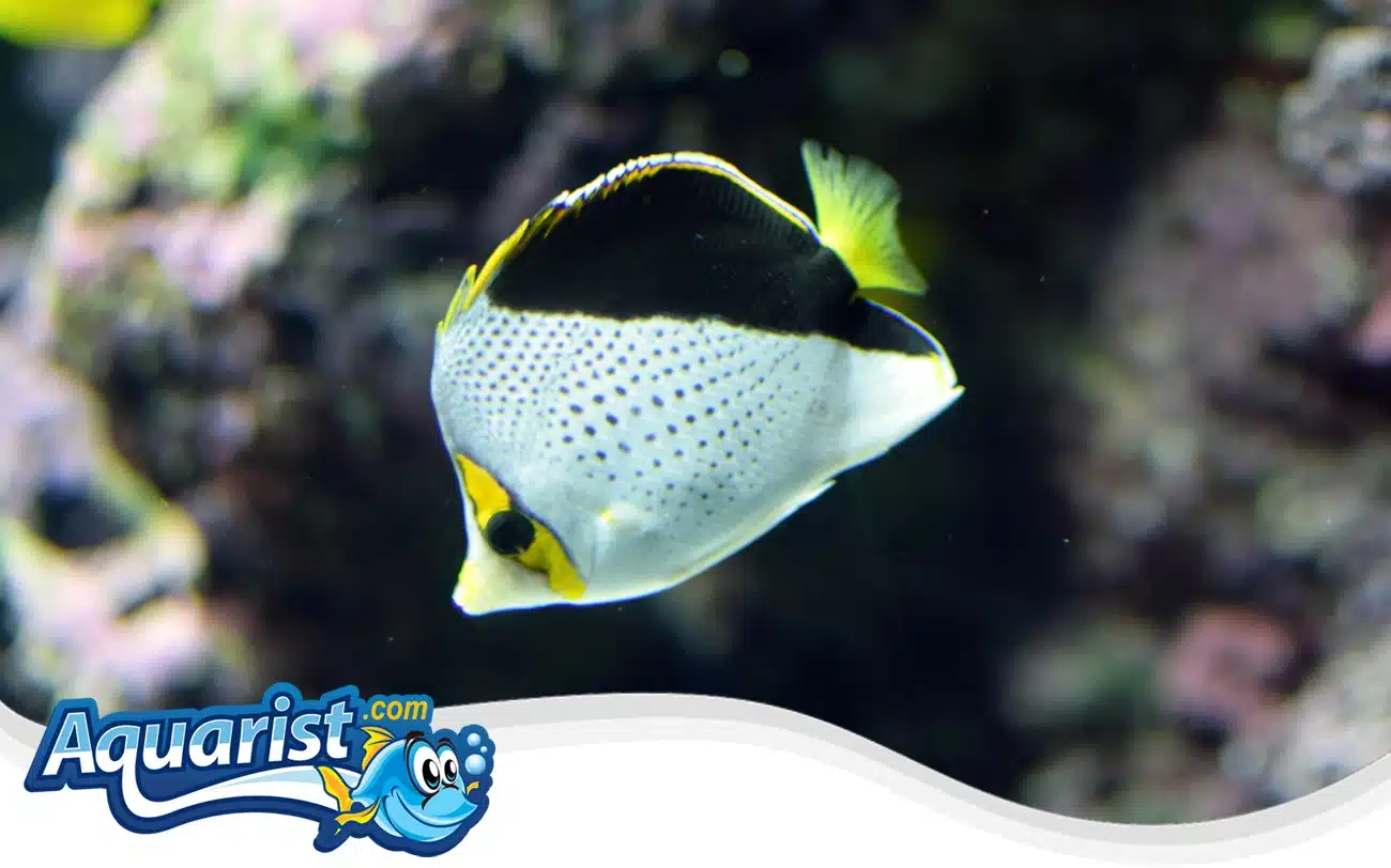 Tinker’s Butterflyfish Tinker's Butterflyfish