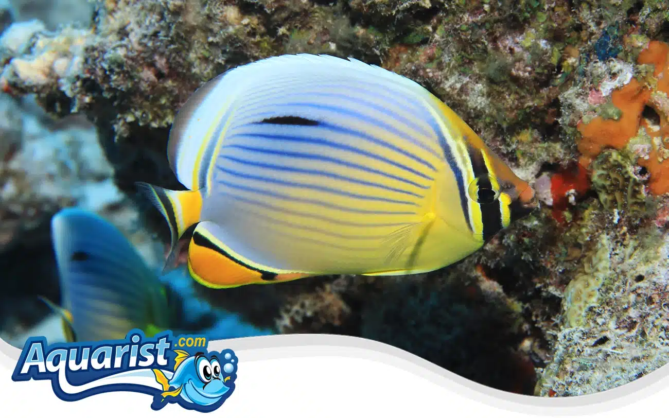 Melon Butterflyfish Melon Butterflyfish