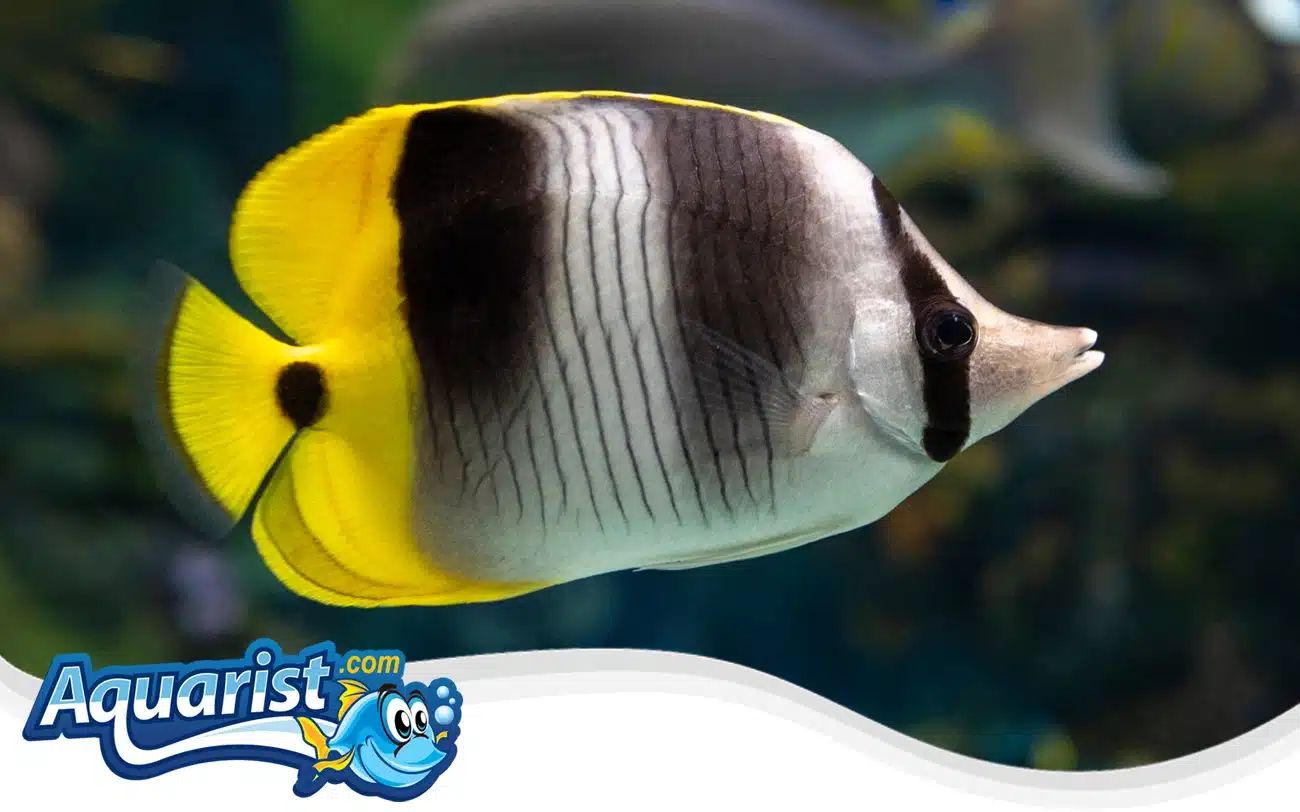 Pacific Double-Saddle Butterflyfish Pacific Double-Saddle Butterflyfish