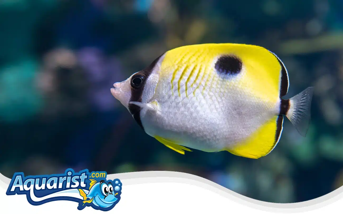 Teardrop Butterflyfish Teardrop Butterflyfish
