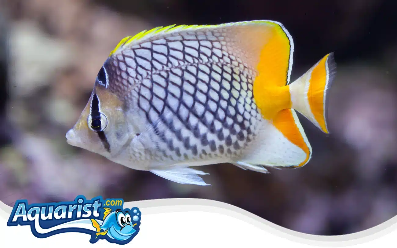 Pearlscale Butterflyfish Pearlscale Butterflyfish