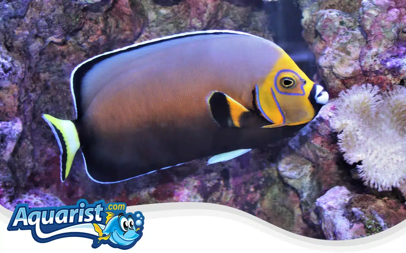 Black Velvet Angelfish Black Velvet Angelfish