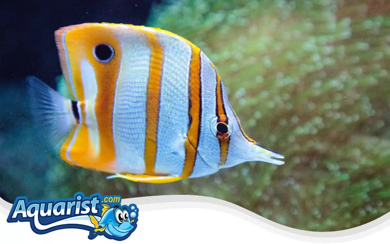Copperband Butterflyfish Copperband Butterflyfish