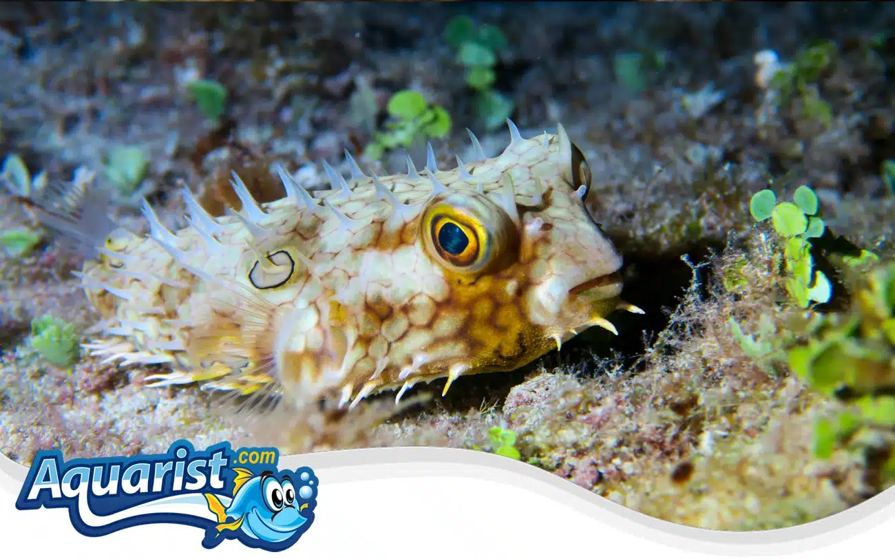 Web Burrfish Web Burrfish