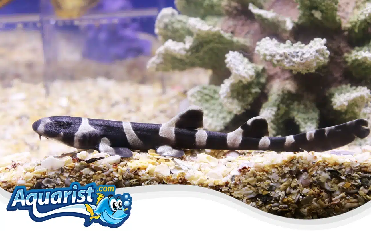 Brownbanded Bamboo Shark Brownbanded Bamboo Shark