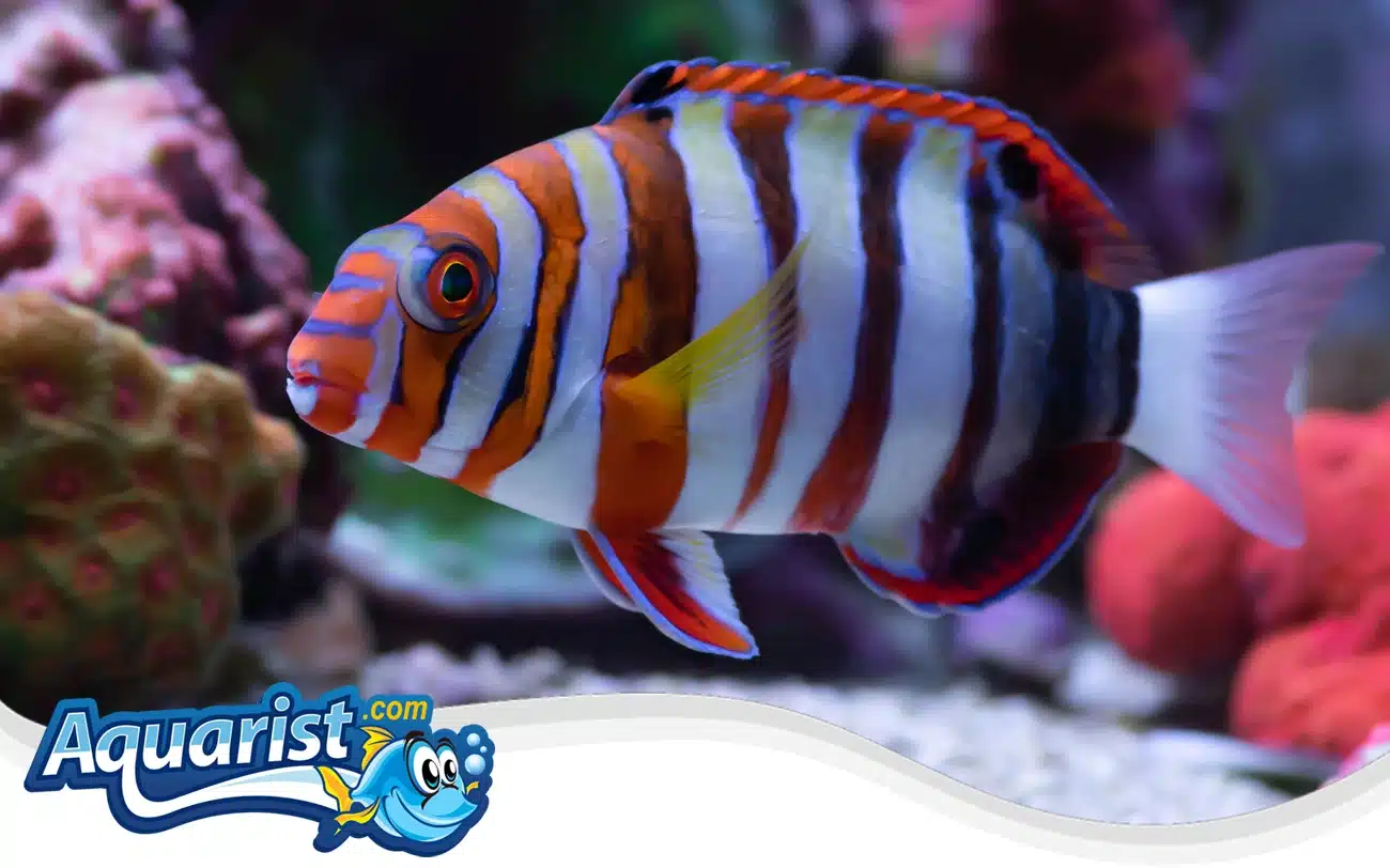 Harlequin Tuskfish Harlequin Tuskfish