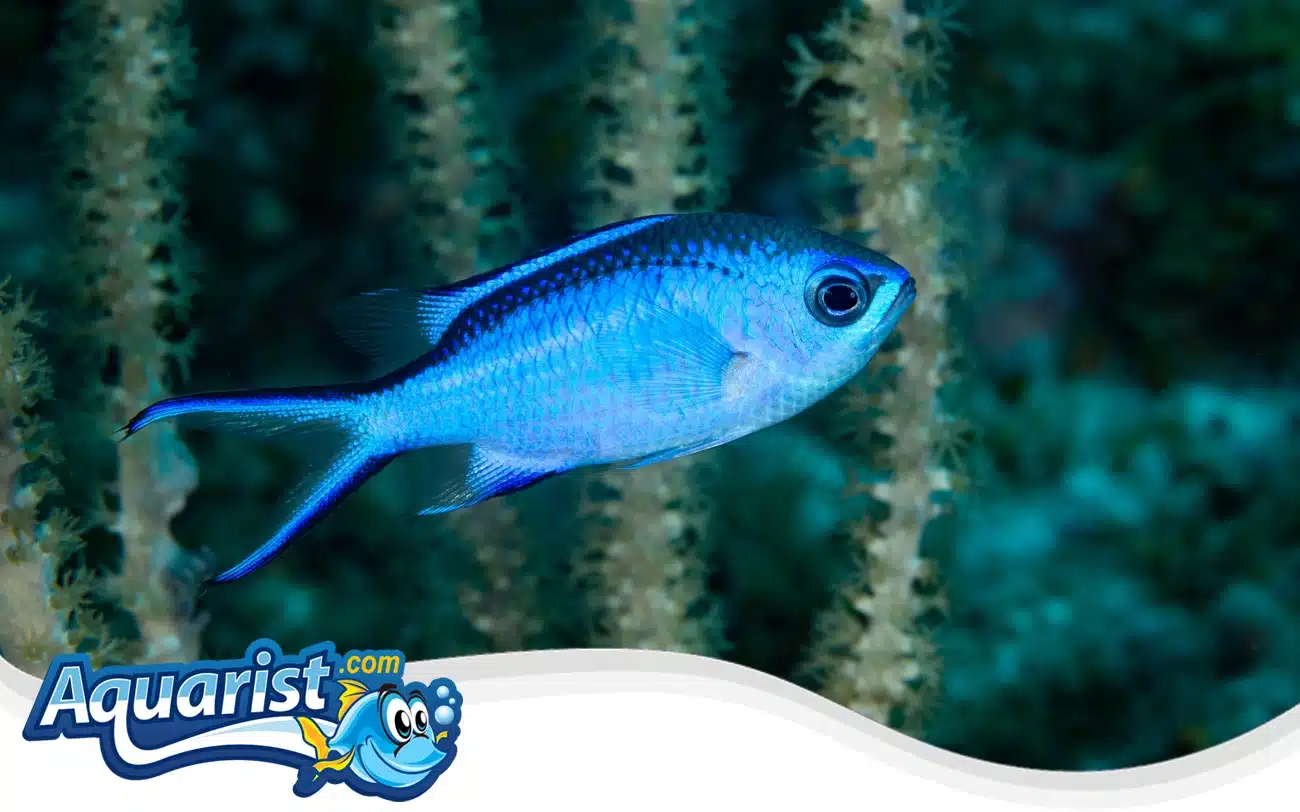 Blue Chromis Blue Chromis