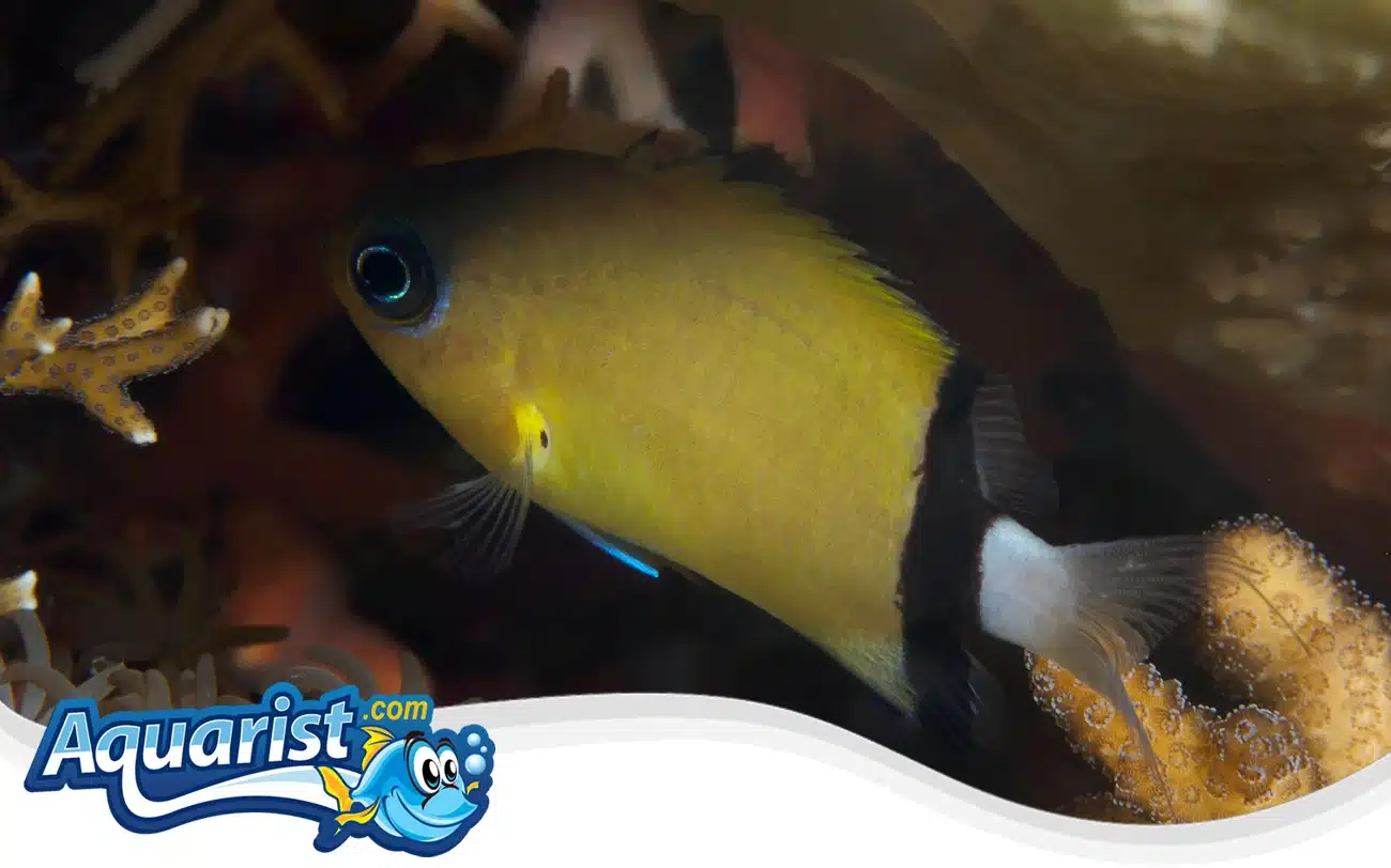 Black Bar Chromis Black Bar Chromis
