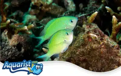 Green Chromis
