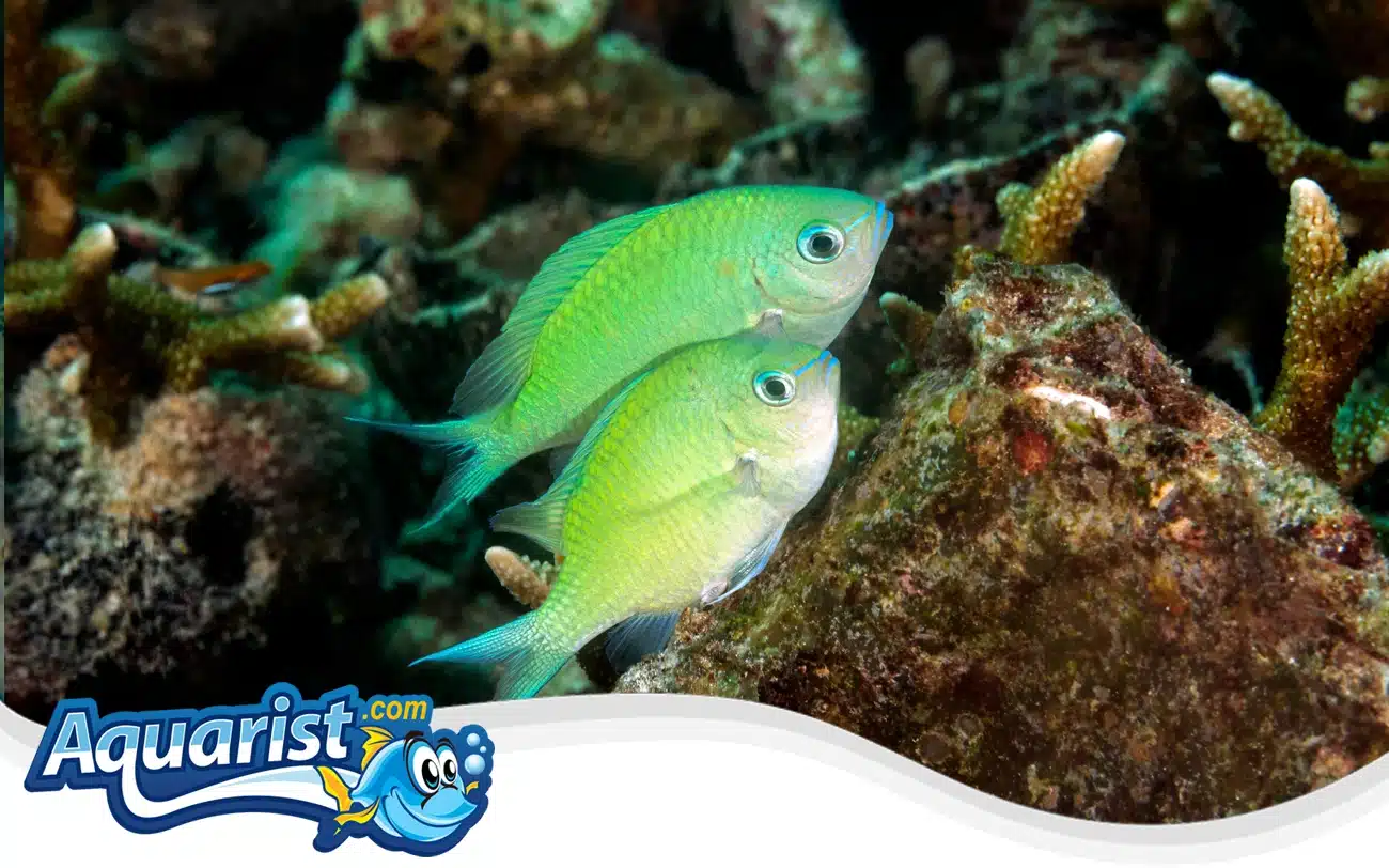 Green Chromis Green Chromis