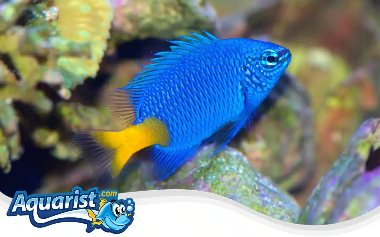 Yellowtail Blue Damselfish Yellowtail Blue Damselfish