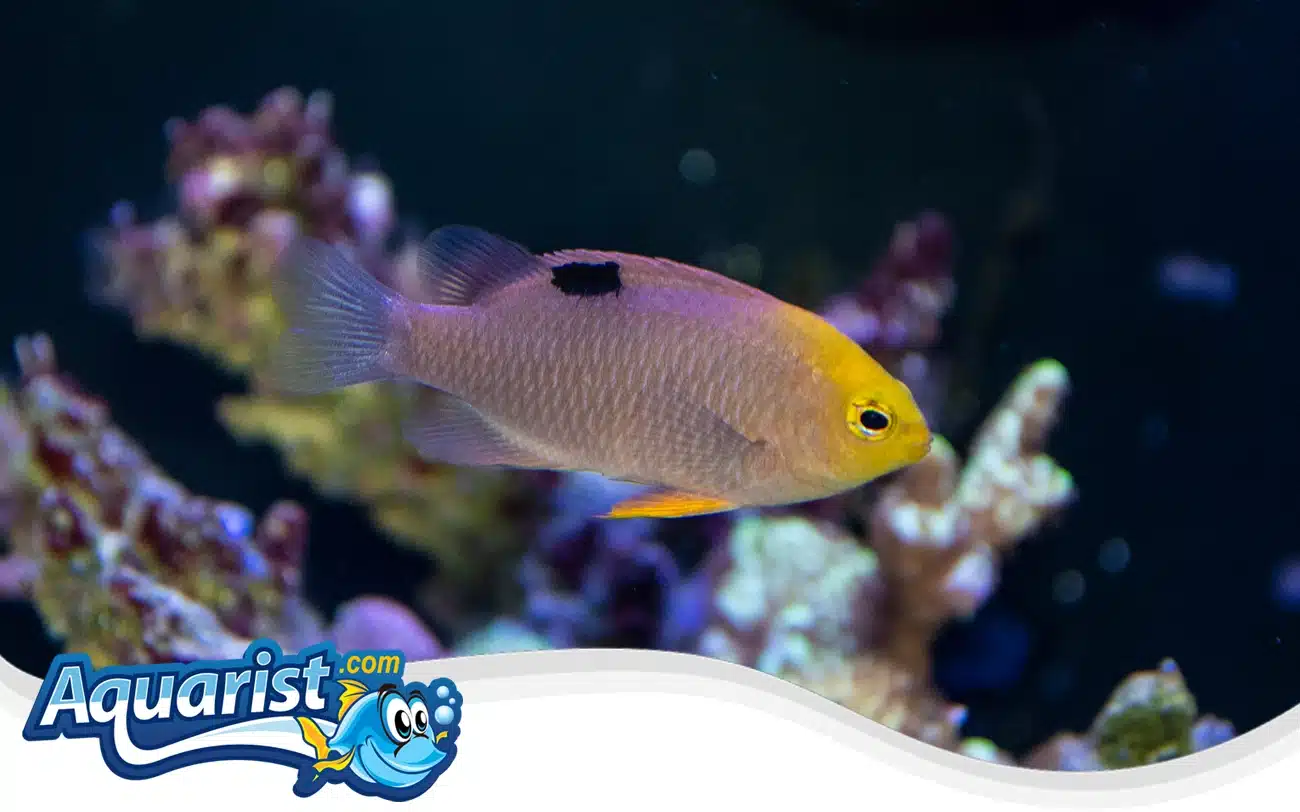 Talbot’s Damselfish Talbot's Damselfish