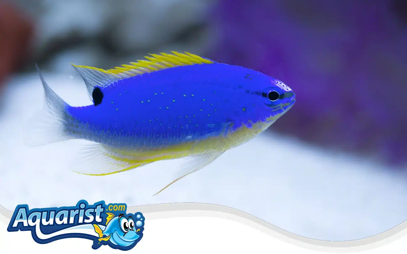 Fiji Blue Devil Damselfish Fiji Blue Devil Damselfish