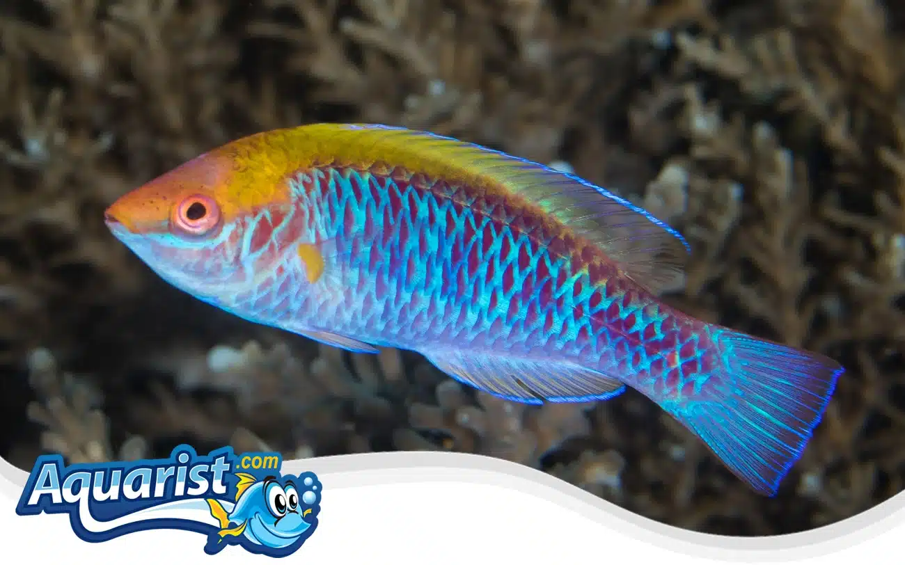Lubbock's Fairy Wrasse