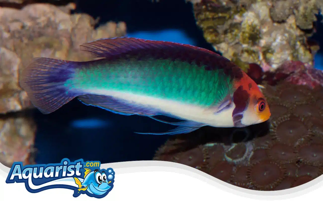 Solar Fairy Wrasse Solar Fairy Wrasse