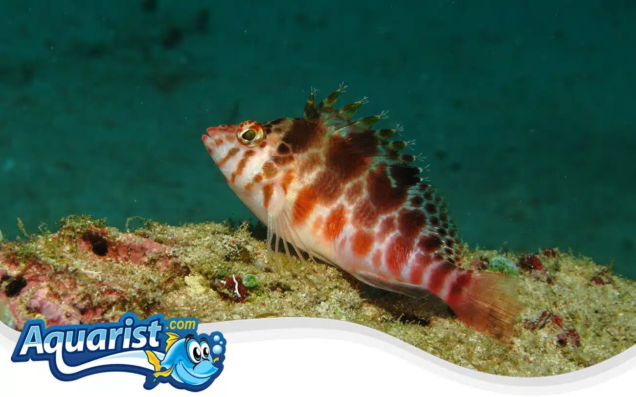 Spotted Hawkfish Spotted Hawkfish