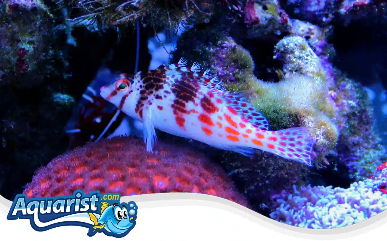 Falco Hawkfish Falco Hawkfish