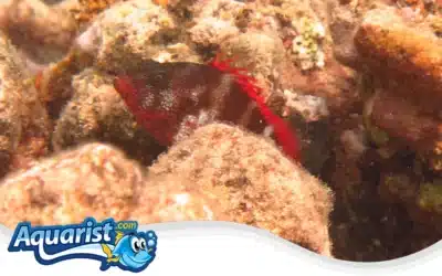 Redbarred Hawkfish