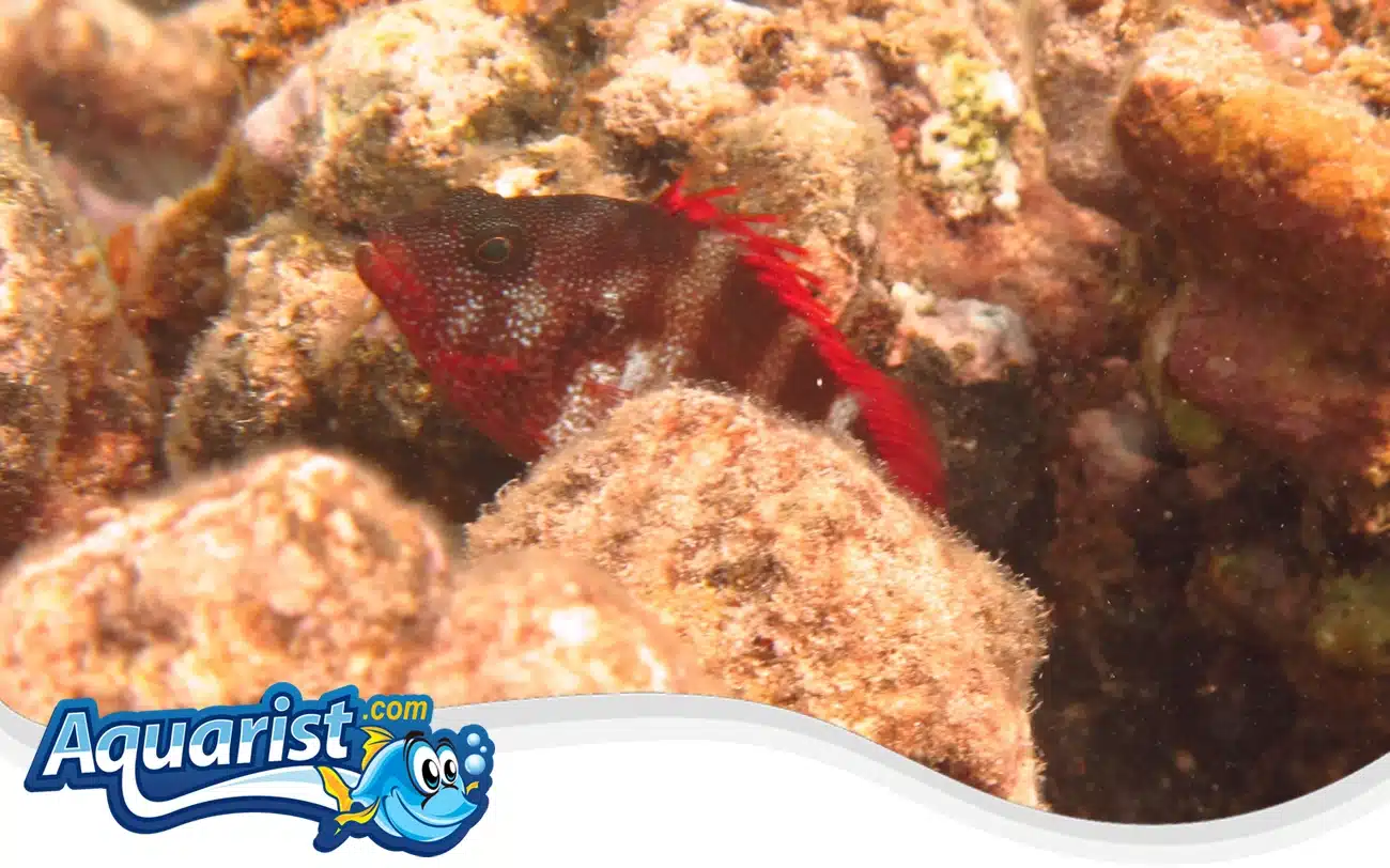 Redbarred Hawkfish Redbarred Hawkfish