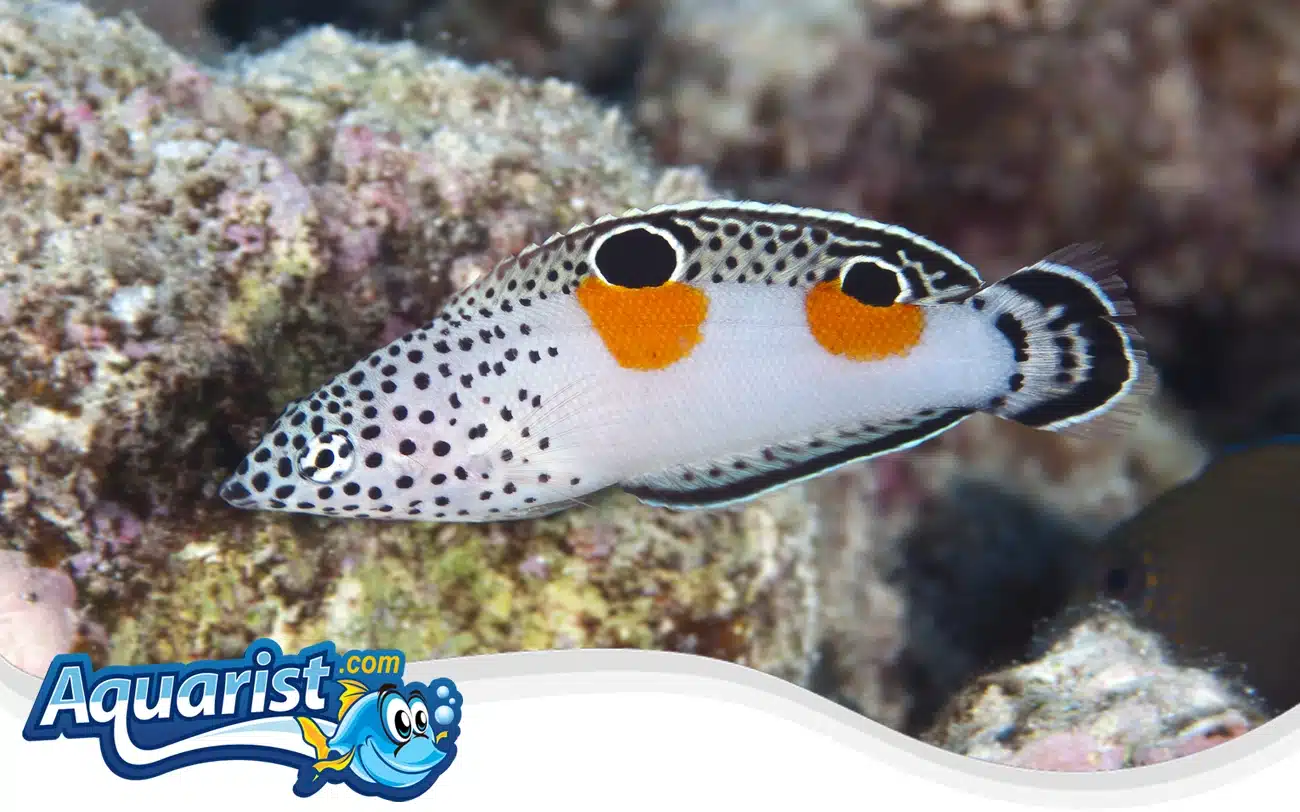 Clown Wrasse Clown Wrasse