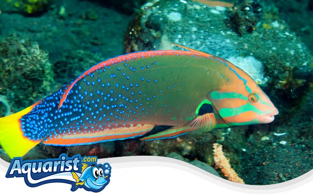 Yellowtail Coris Wrasse Yellowtail Coris Wrasse