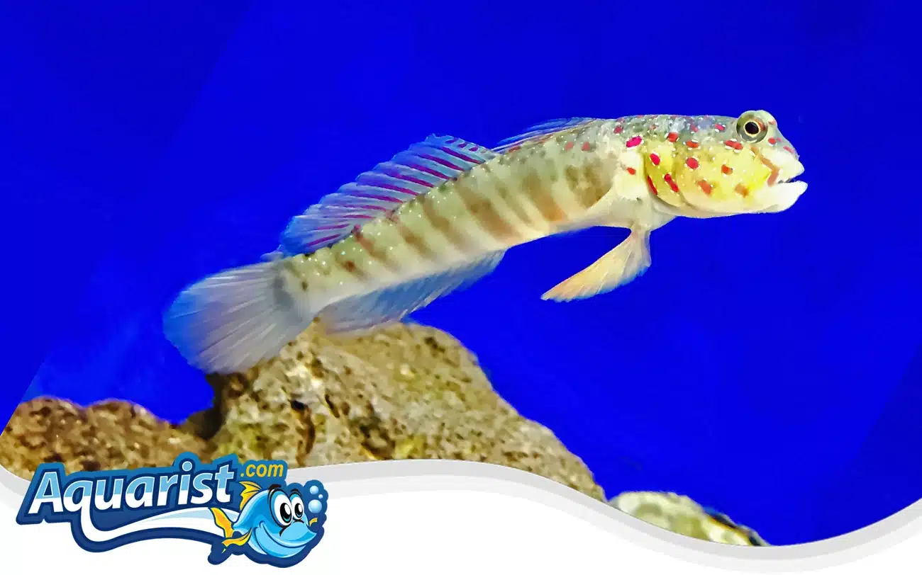 Pink Speckled Shrimp Goby Pink Speckled Shrimp Goby