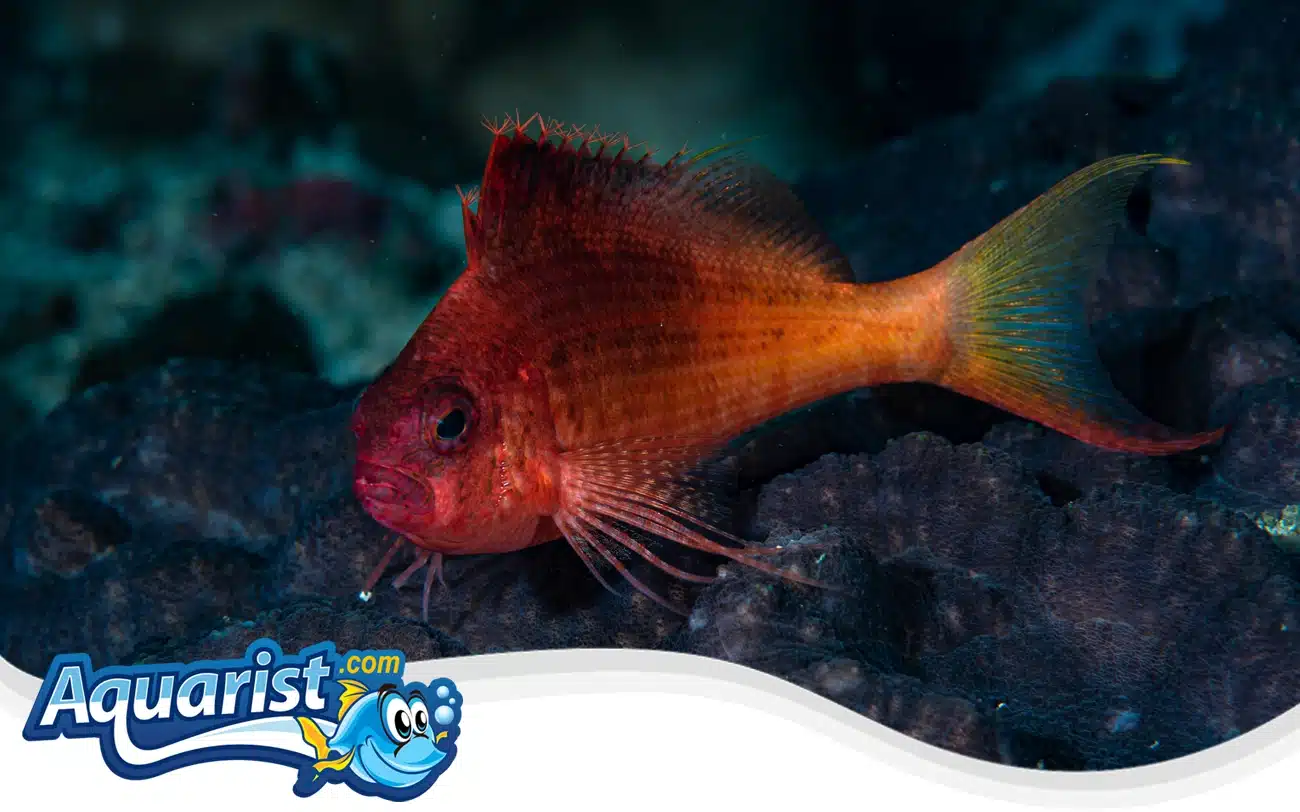 Swallowtail Hawkfish Swallowtail Hawkfish