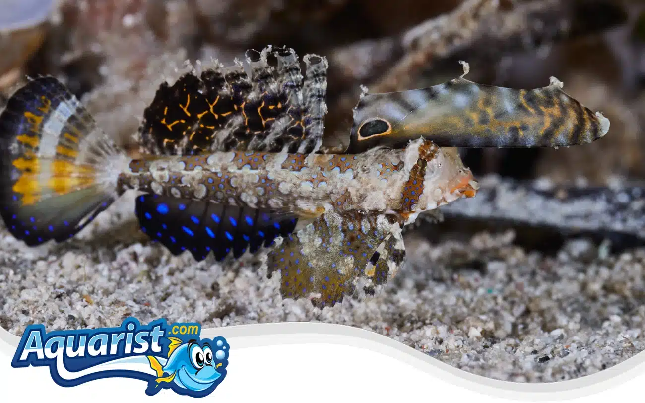 Fingered Dragonet Fingered Dragonet