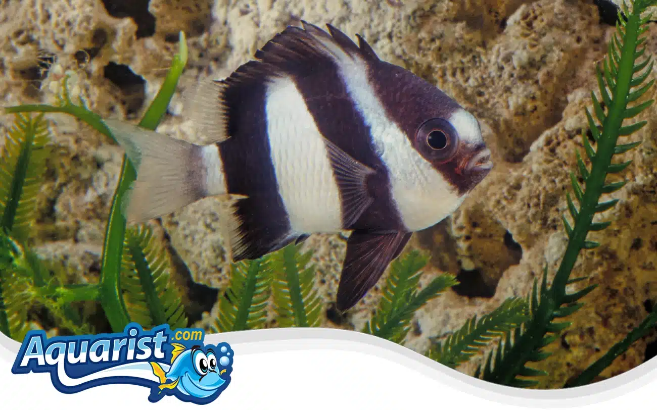 Whitetail Damselfish Whitetail Damselfish