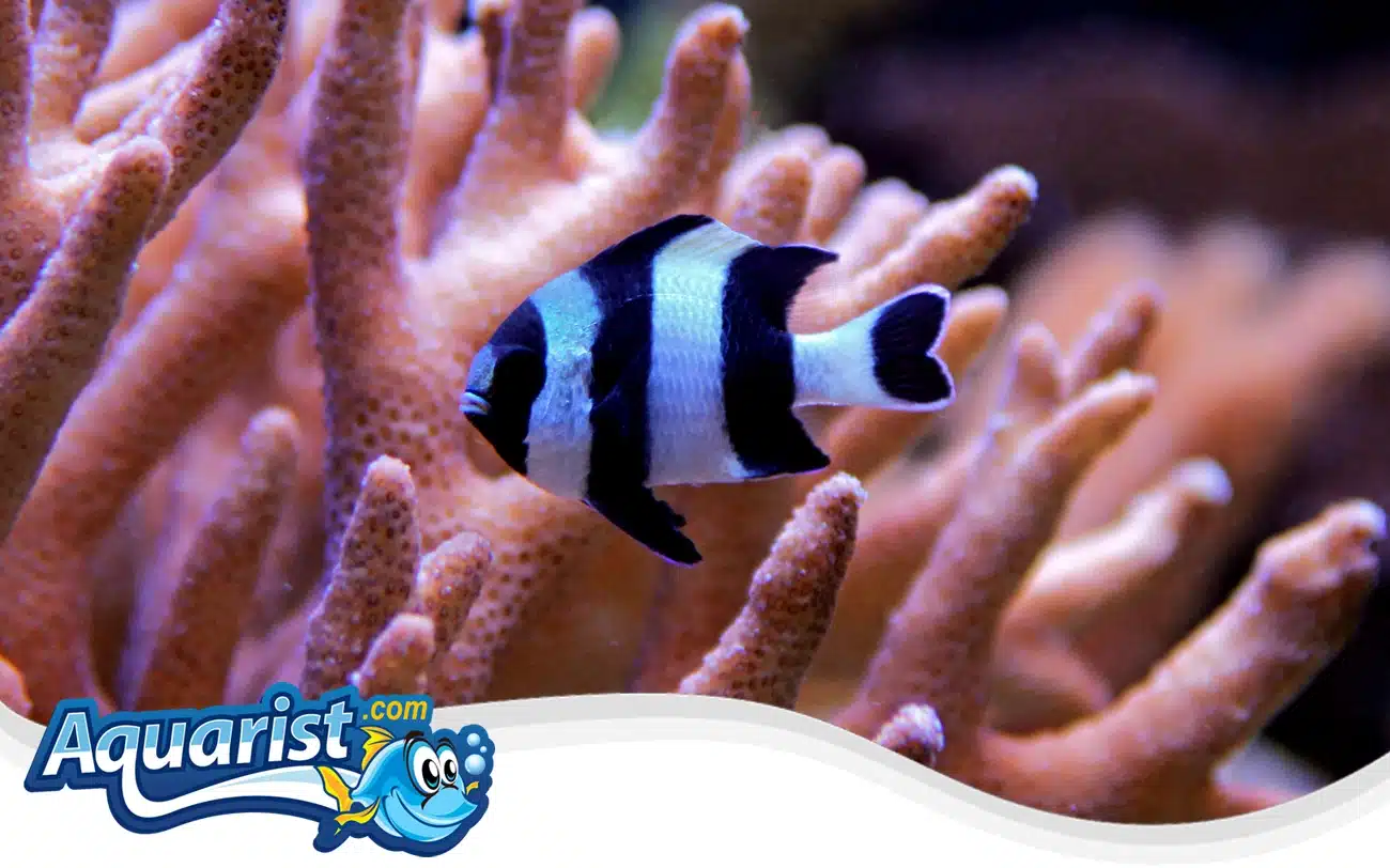 Four-Stripe Damselfish Four-Stripe Damselfish