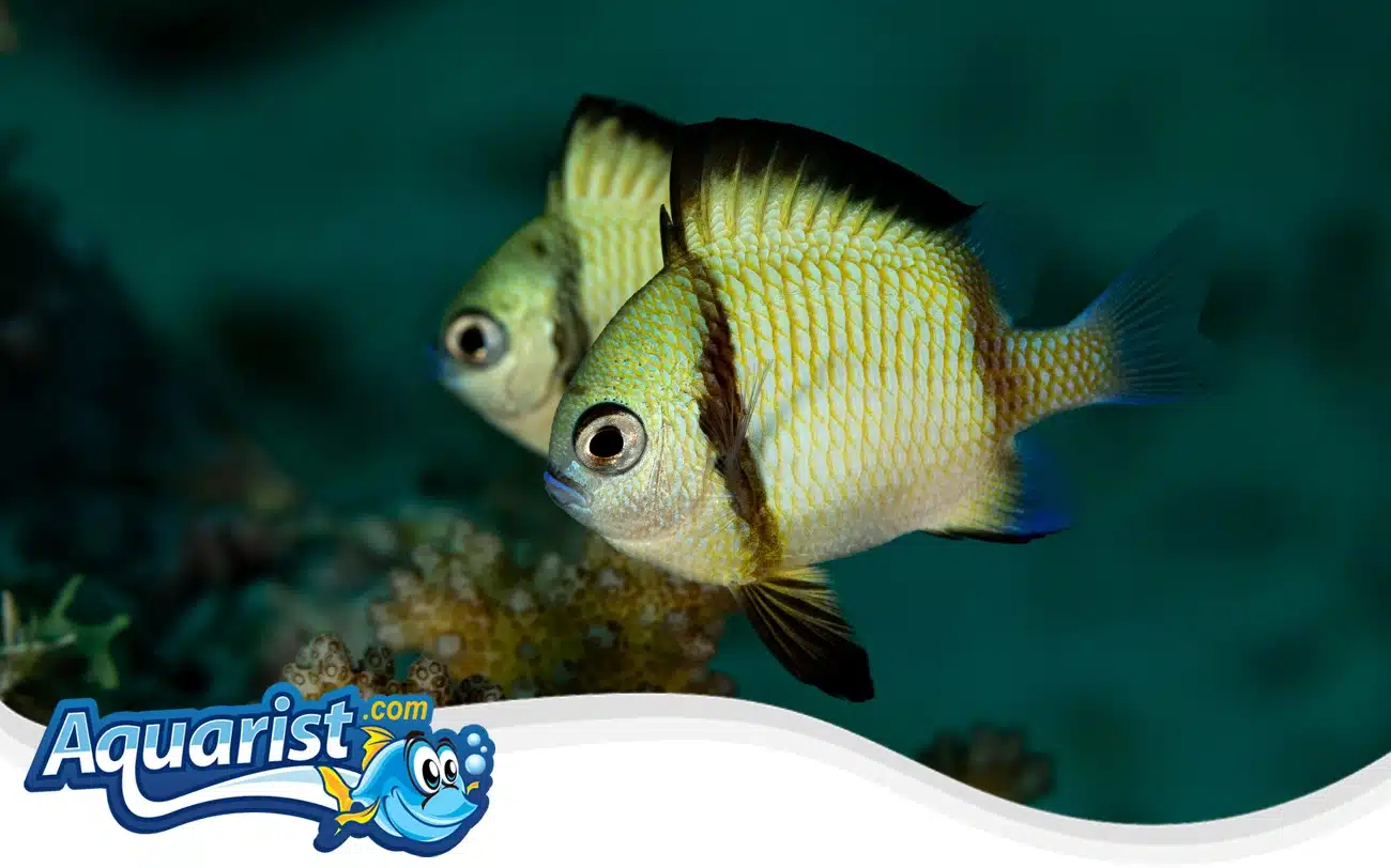 Reticulated Damselfish Reticulated Damselfish