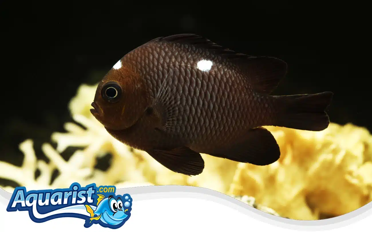 Three-Spot Damselfish Three-Spot Damselfish