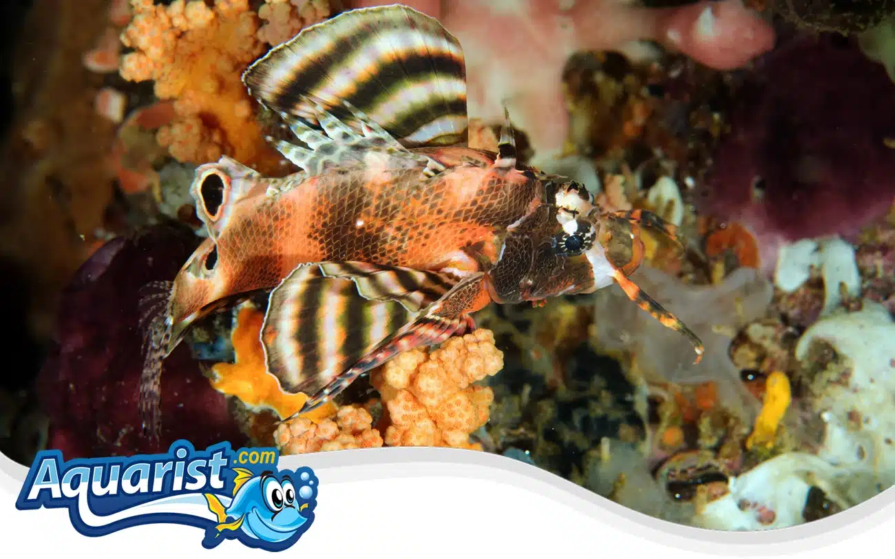 Fu Manchu Lionfish Fu Manchu Lionfish